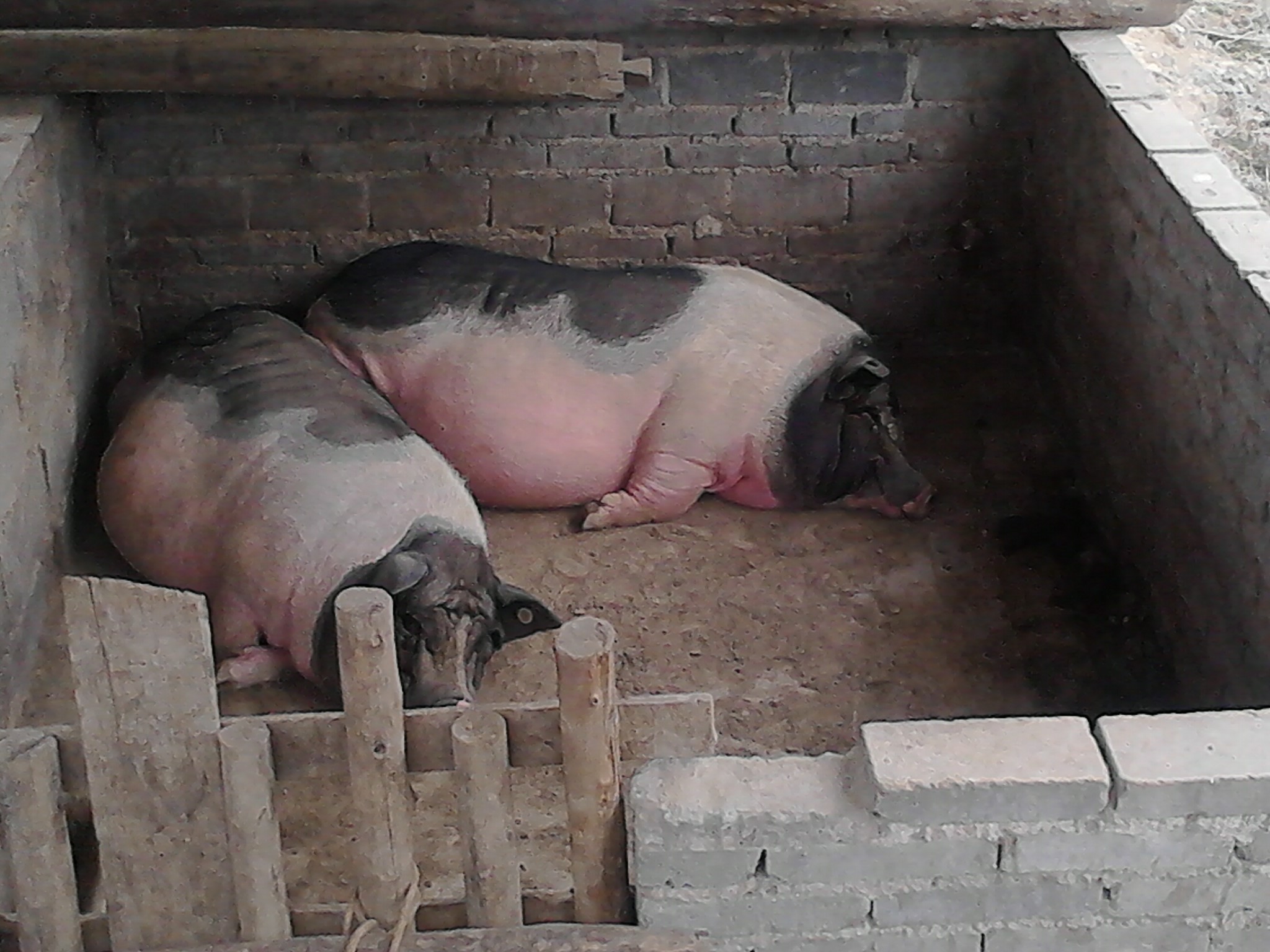 山喀拉,穷,猪肉好吃,泥砖屋……还有木有,大家一起来818.