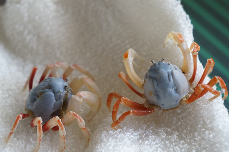 沙蟹网恋记-个性宠物-北海365网 - powered by phpwind