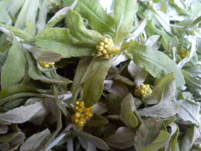 北海常见的都是上面这种宽叶鼠曲草,我很幸运的发现了另一个品种,黄花