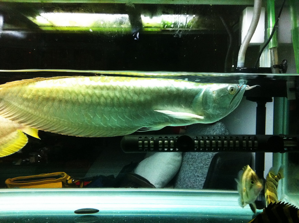 金龙鱼银龙鱼印尼虎打包转让1500元(已售)