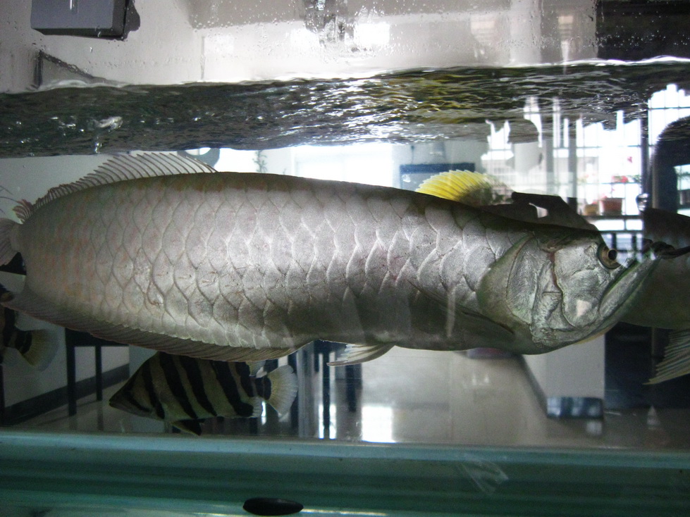 银龙鱼50cm,350元,北海自提