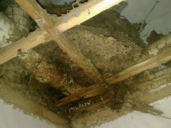 专业灭白蚁,四害,不达标,做到道标