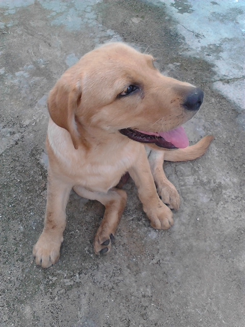 金黄色拉布拉多公狗3个月,1300元