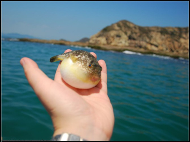今天钓到条河豚,呵呵,看它的样子我忍不住笑了,超萌的