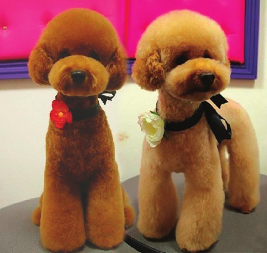 妹纸和大家分享下可爱的贵宾造型.