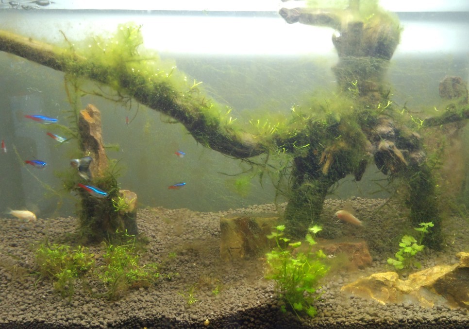 菜鸟求助!草缸狂长绿藻!