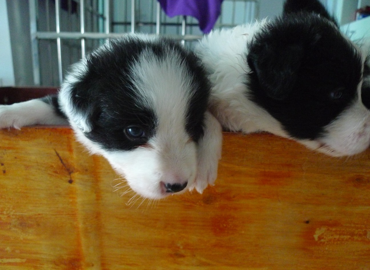 俺家小边牧满月了!健康可爱四胞胎!