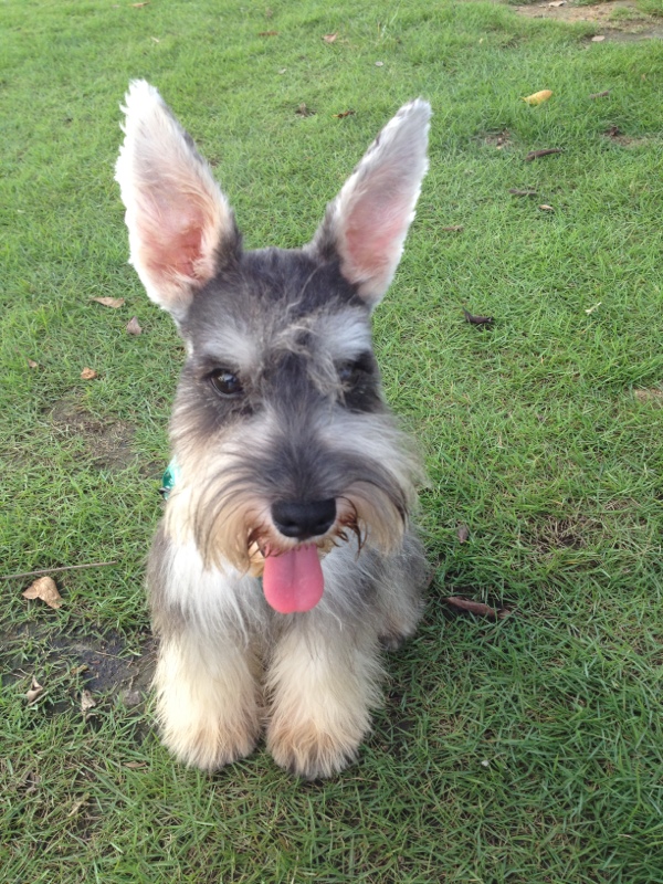 转1岁雪纳瑞dd,380元