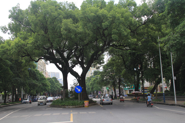 北海榕树街,在树根下穿梭的城市