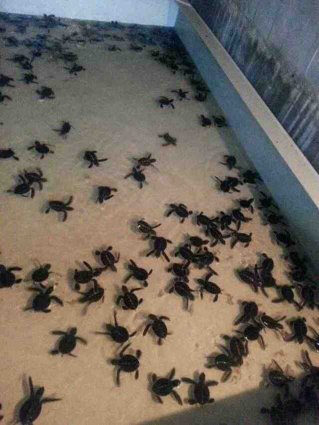 海龟苗你会养吗