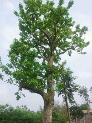 大量出罗蒙树,白红皮龙胆树,品种靓 价格优惠
