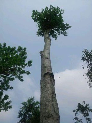 大量出罗蒙树,白红皮龙胆树,品种靓 价格优惠