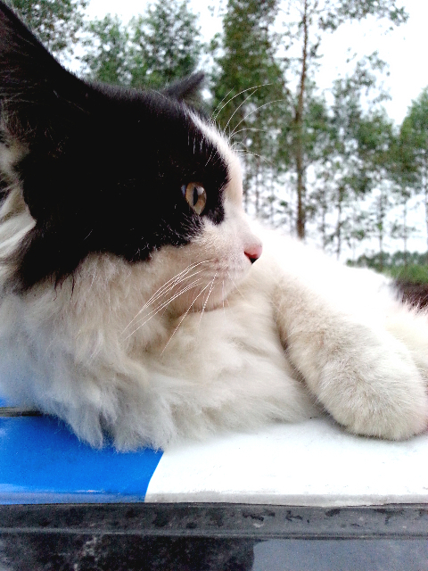  ┊ 举报 ┊    29 人浏览