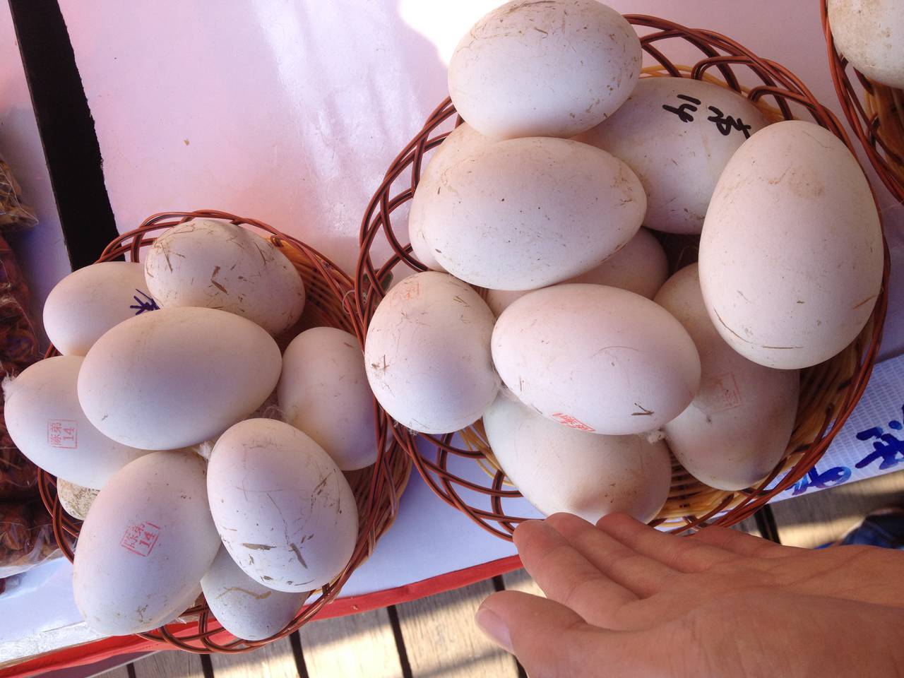 出售天然鹅蛋