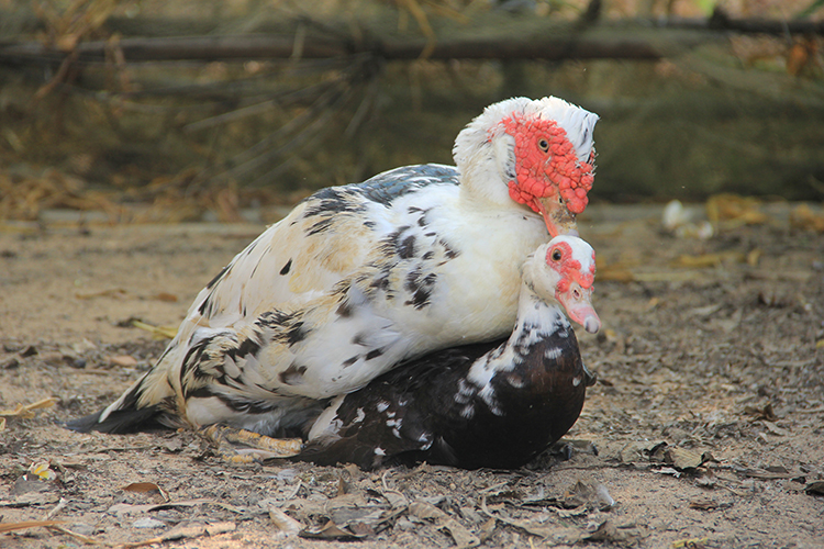 实拍我家鸭头是怎么跟母鸭交配过程 公鸡旁边看