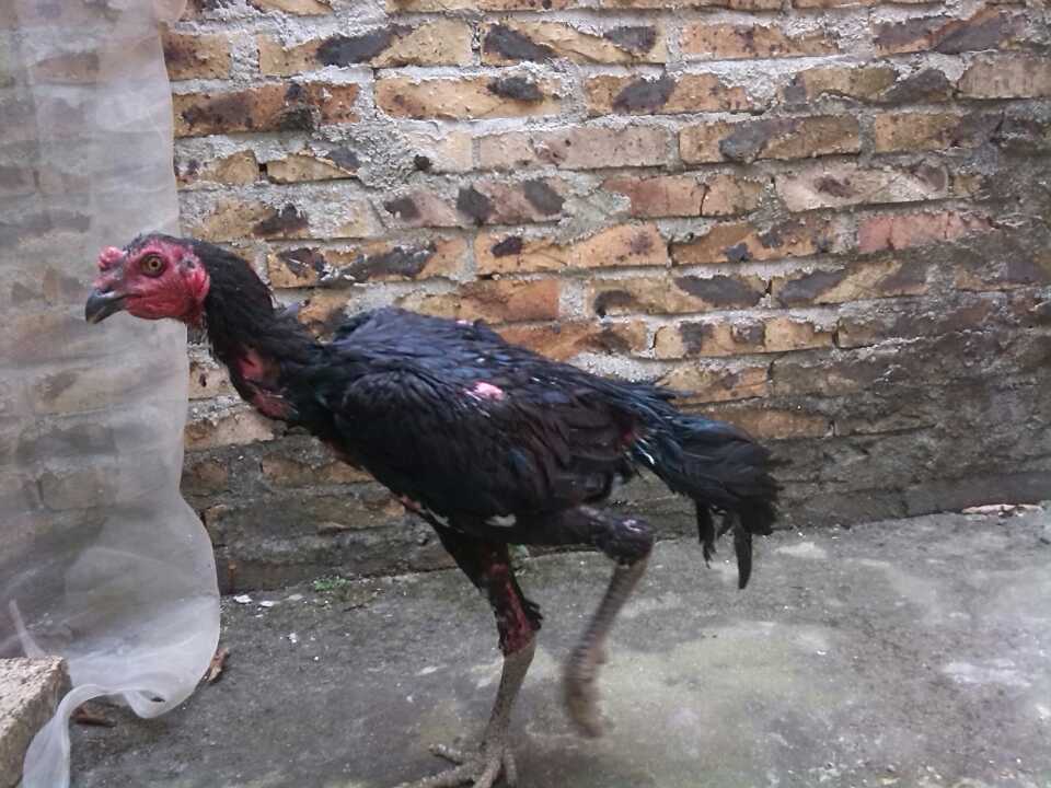 晒晒我的新宠,黑哥!