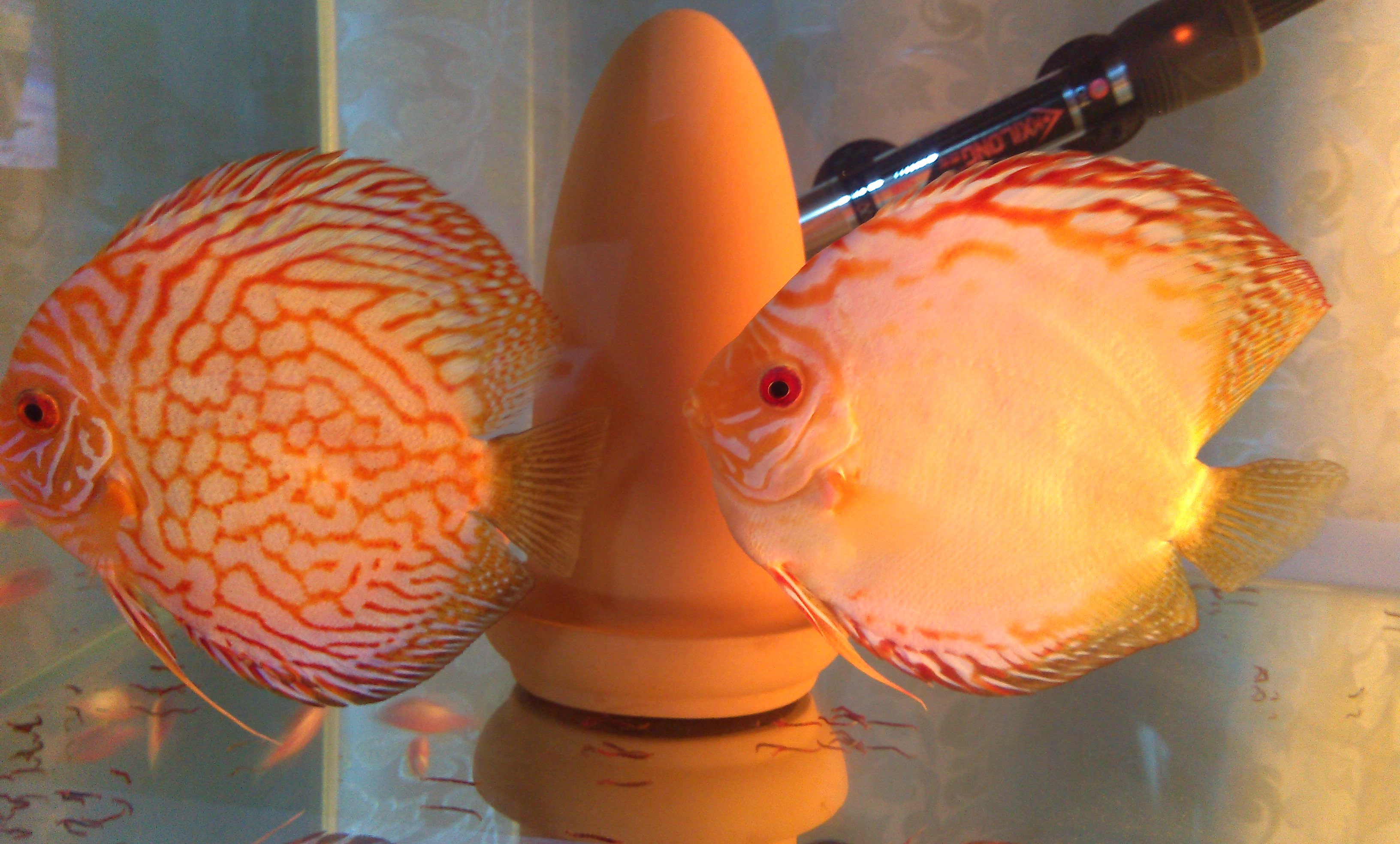 七彩繁殖全纪录