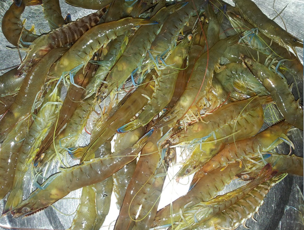 一些小虾,新鲜的虾白灼系比较鲜美的,所以选择它用来打边炉能够增加汤