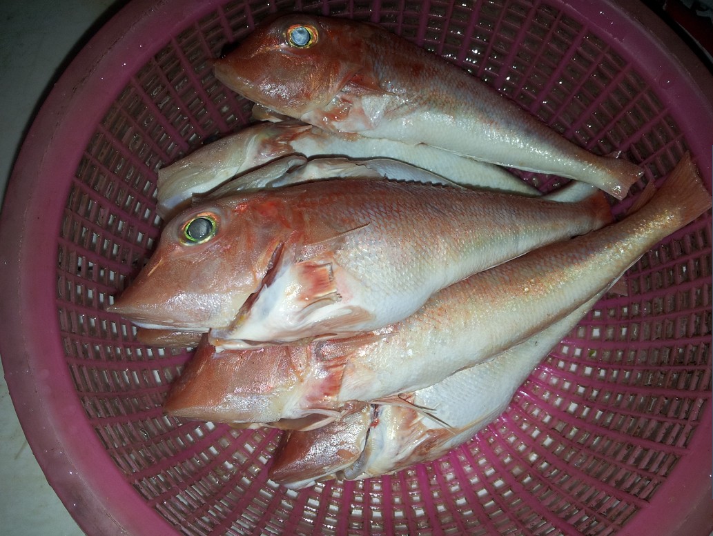 我也用个最简单的做法来做这个菜,油姜鱼落锅稍微煎一下,放酱油耗油水