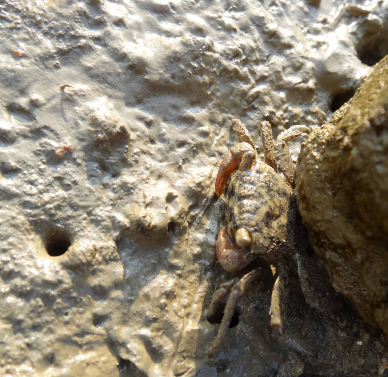 淤泥与石头缝隙处的小螃蟹,注意看左边泥里还有.jpg