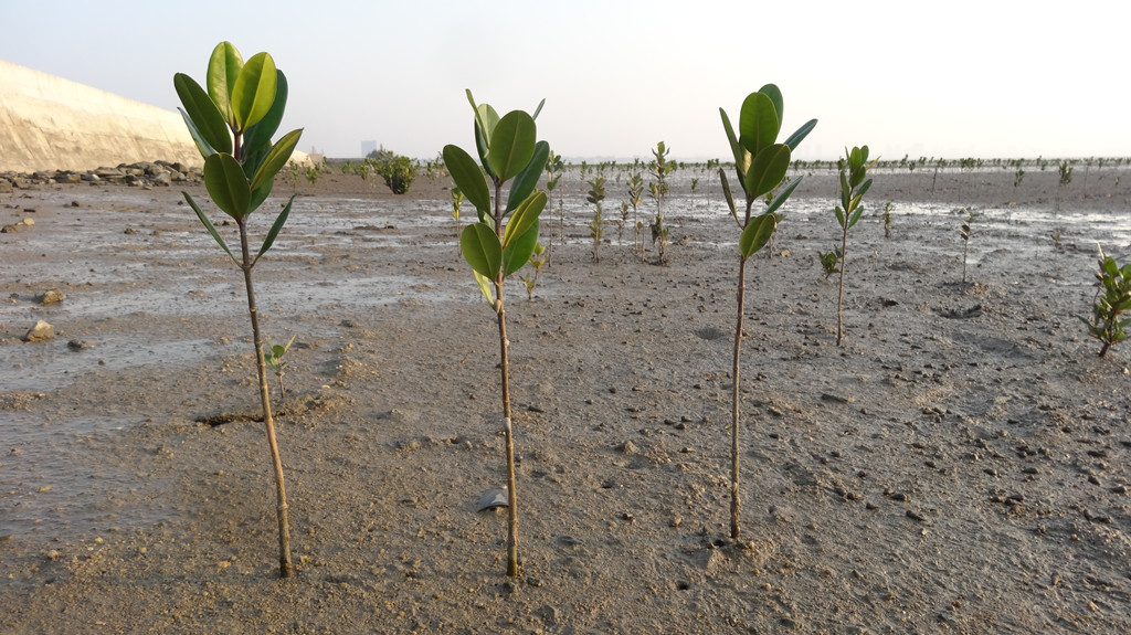 央视关注北海红树林事件,摄制组实地拍摄调查