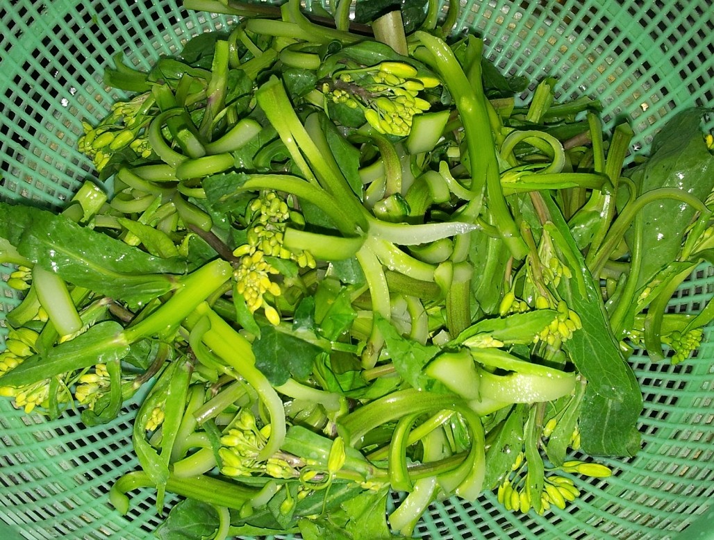 小芥兰比较嫩,甜,脆.