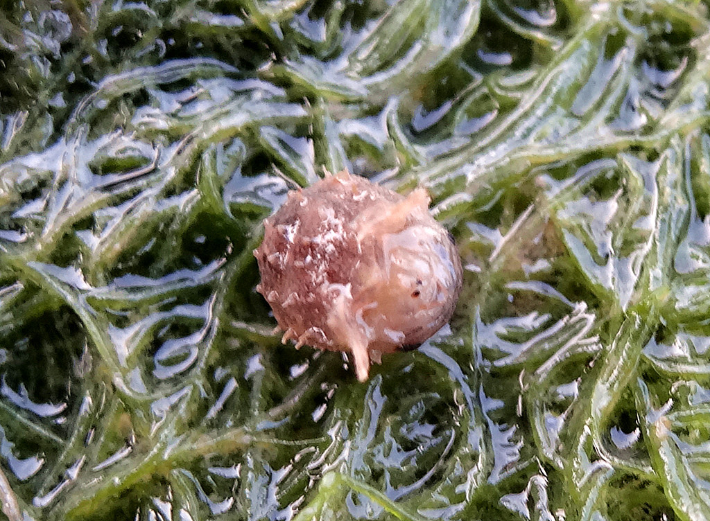 30张图片深度揭示银滩红树死亡之谜(附大量团水虱照片)