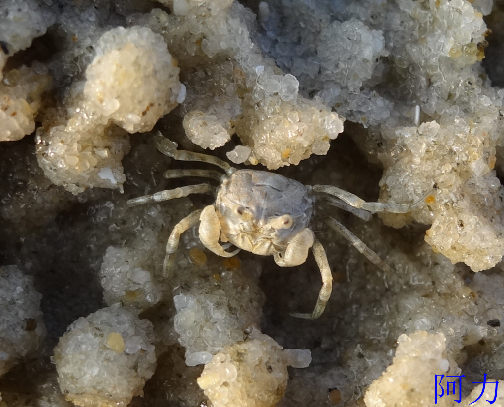 &nbsp;&nbsp;&nbsp;&nbsp; 由于小沙蟹只有几毫米大小,下面的照片都有