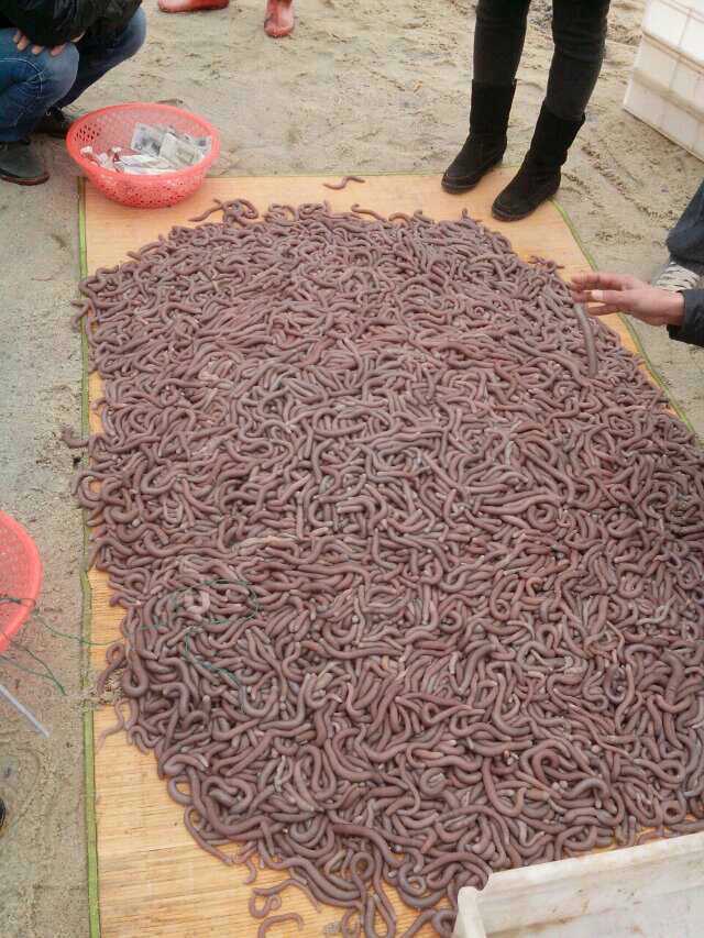 靓得哦,水还是那样的蓝,鱼又多 呵呵,拿虫记得给钱