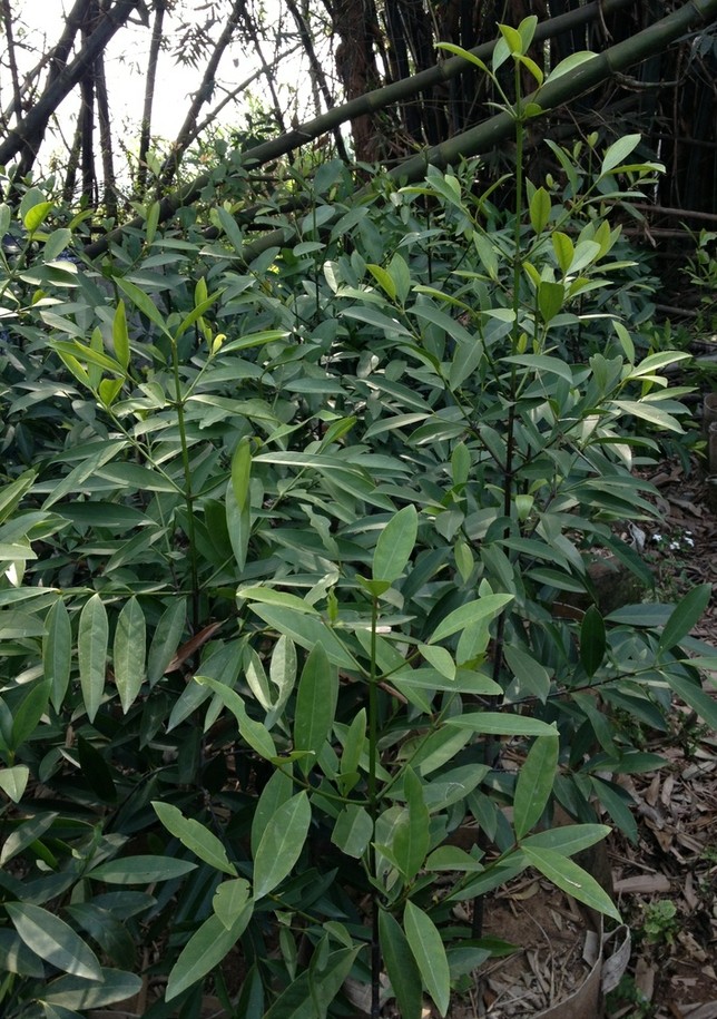 出批1m至1.6m不等的胭脂子树,龙蒙树