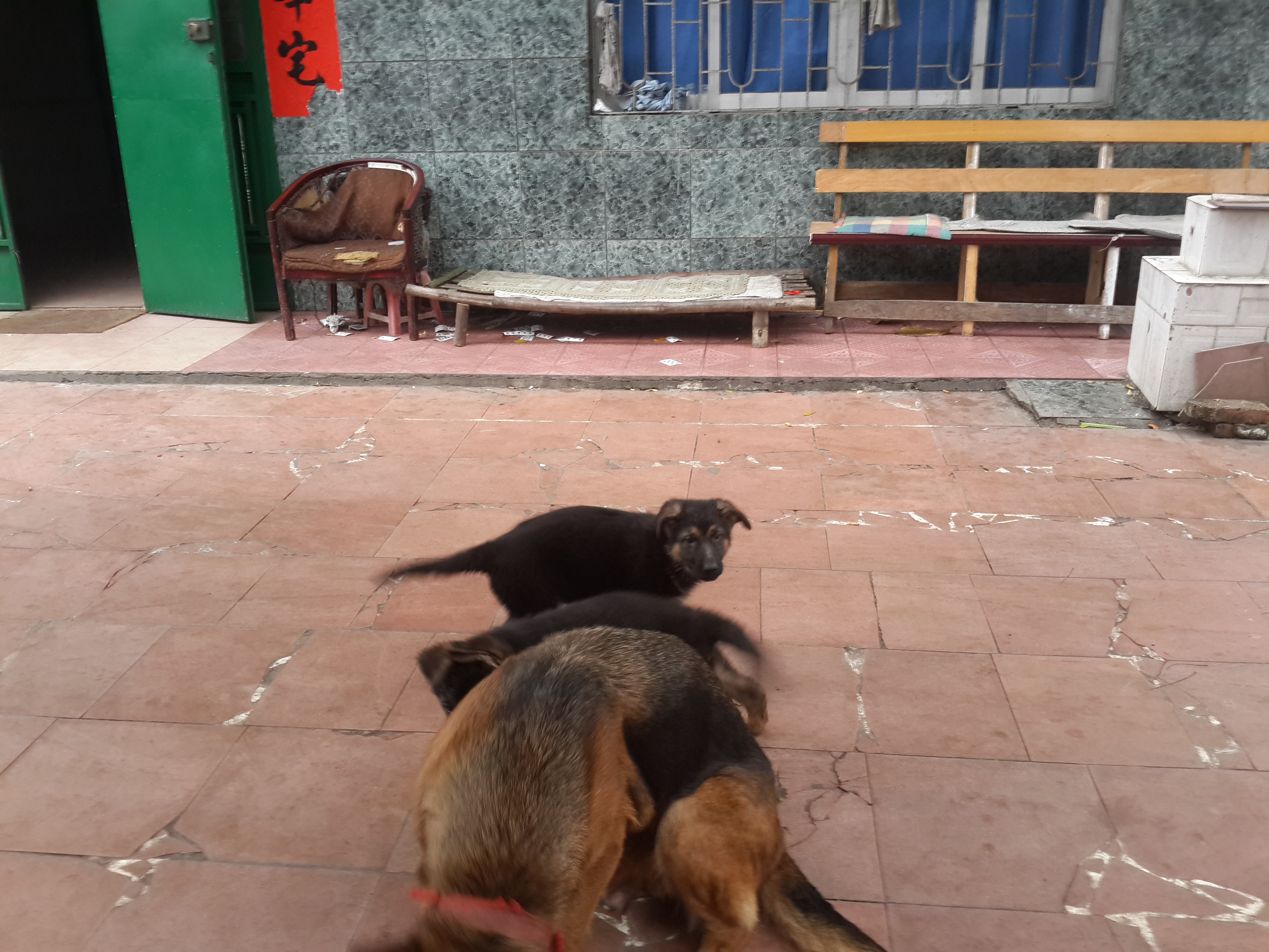 猫狗交易-北海365网(beihai365.com)