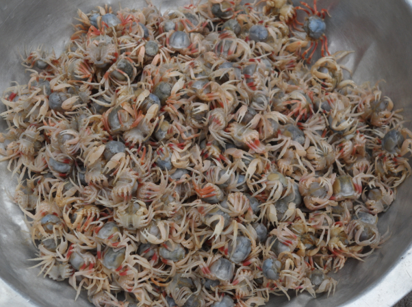 教你如何做北海人最爱的沙蟹汁