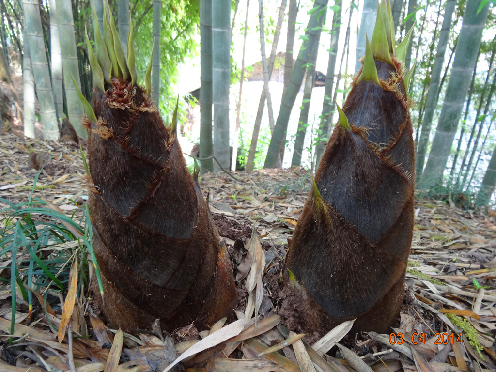 这种竹笋叫南竹笋,是比较大的那种