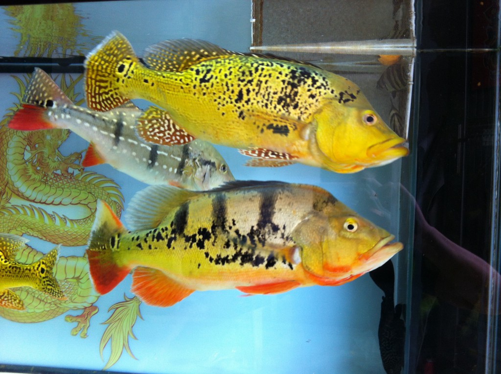 霸气的三间鱼首发365,喜欢大型鱼的进来看看!