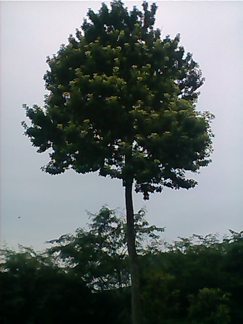 出龙胆树,龙蒙树,电联