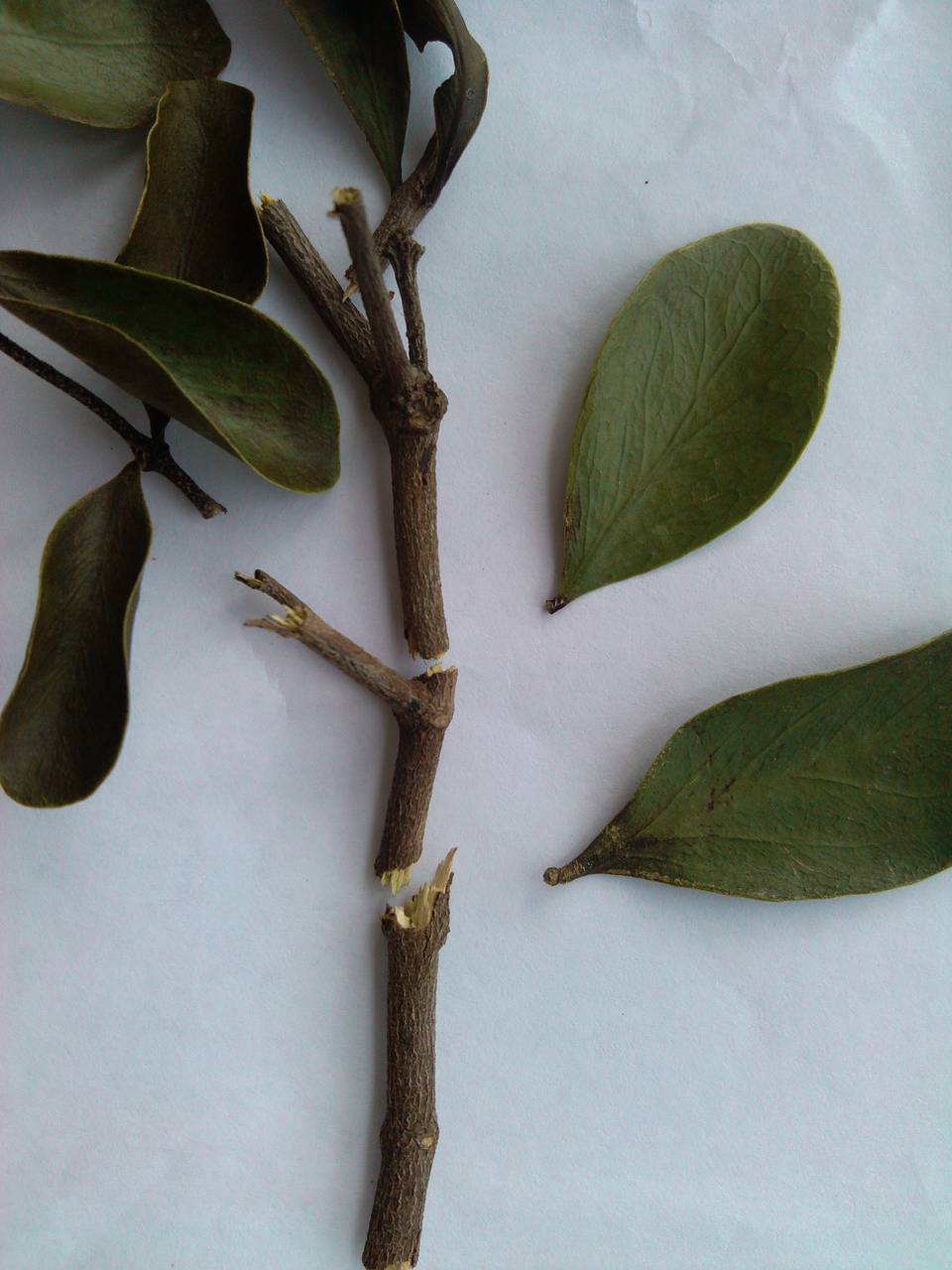 找老桑树上的寄生