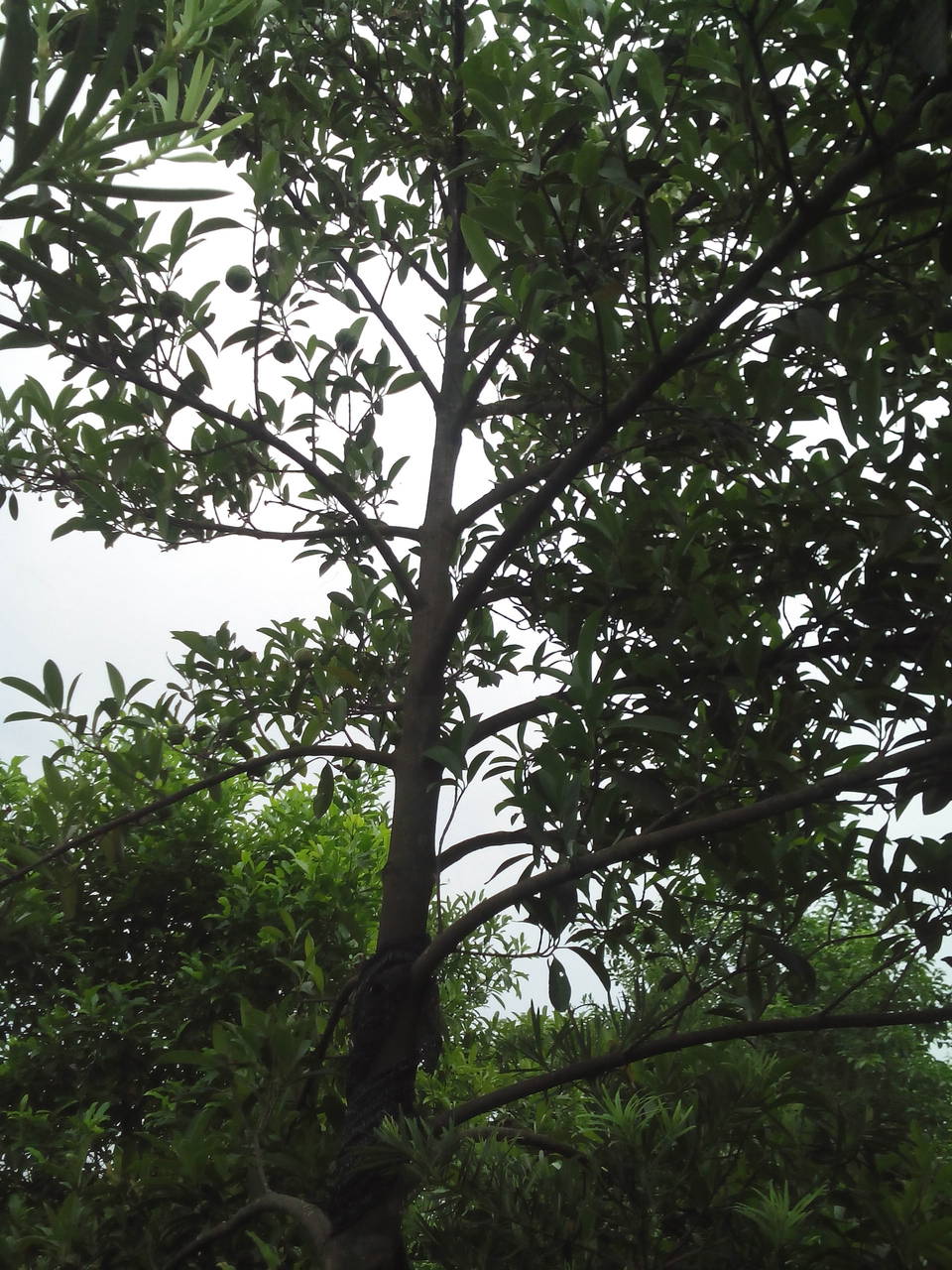 低价处理罗蒙树