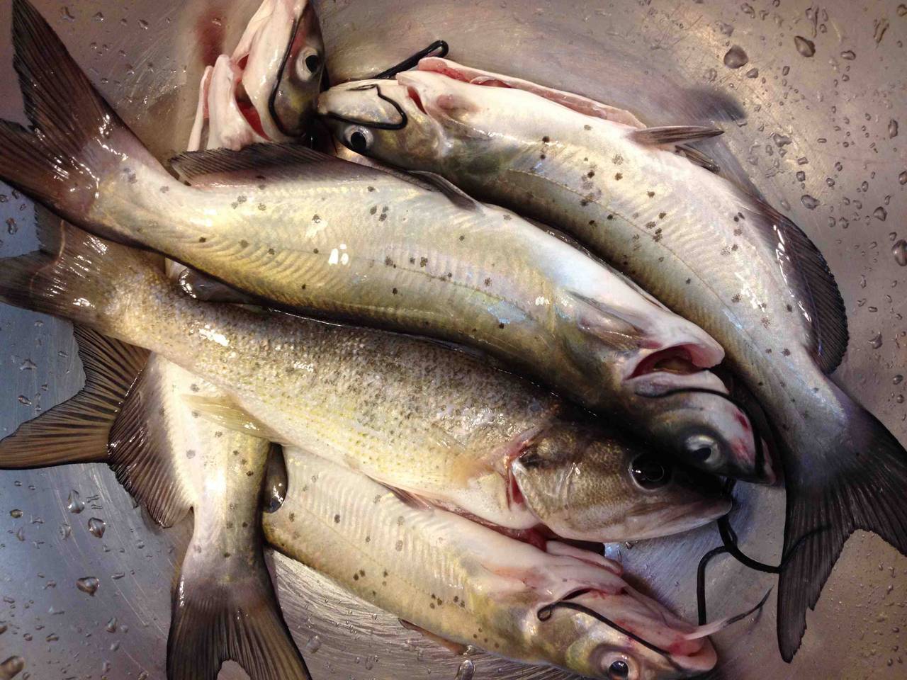 今天在河里钓到条大鲶鱼catfish