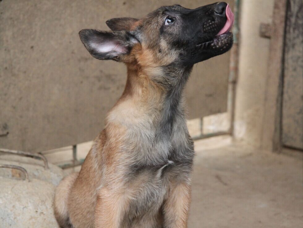 家养纯种马犬曼菲斯血小狗,带血统证书