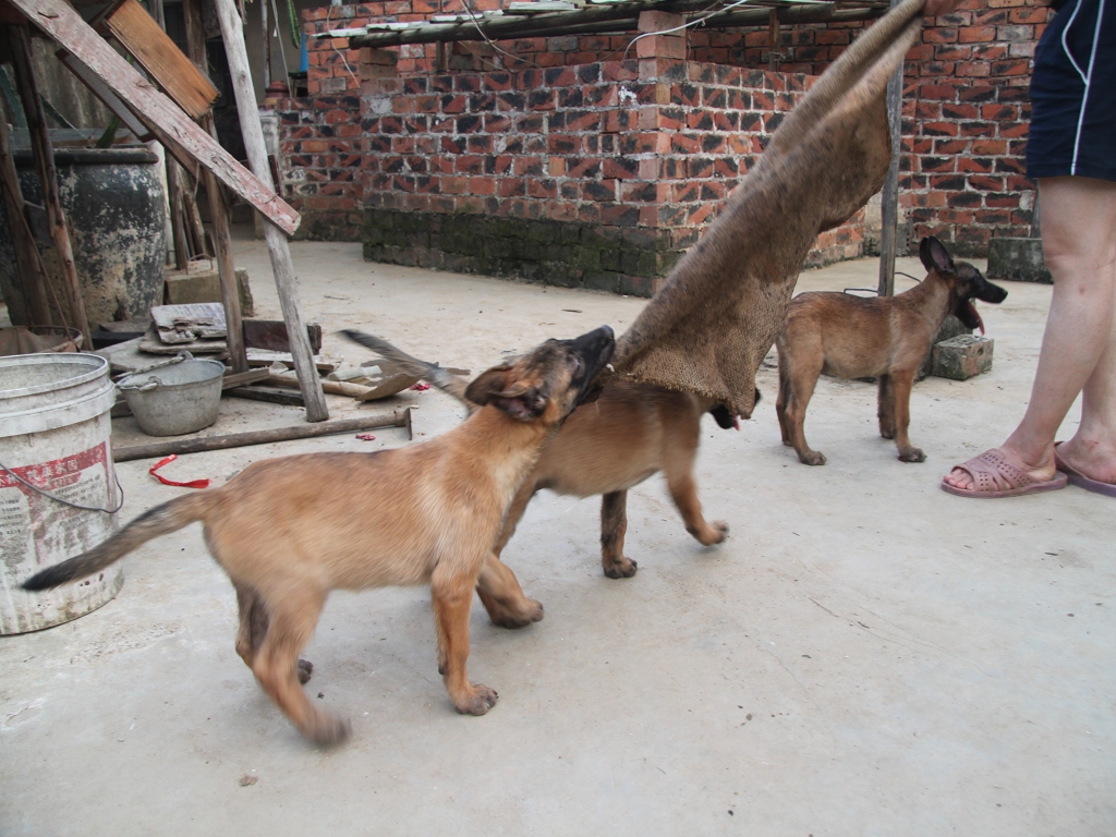 家养纯种马犬曼菲斯血小狗,带血统证书