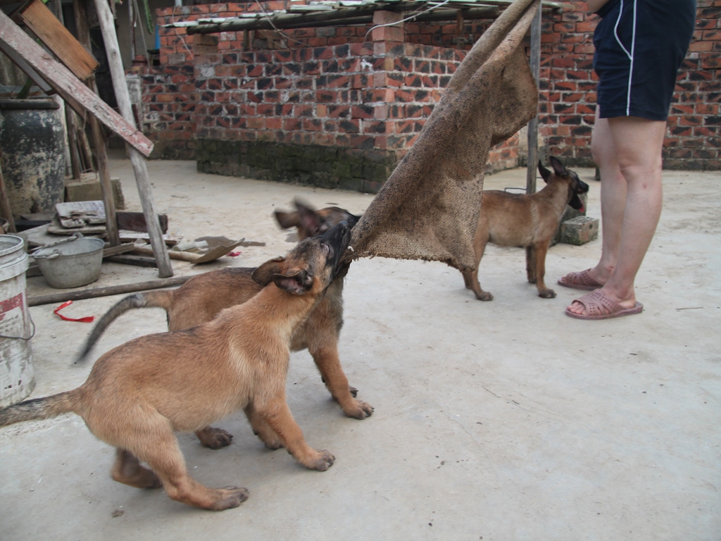 家养纯种马犬曼菲斯血小狗,带血统证书