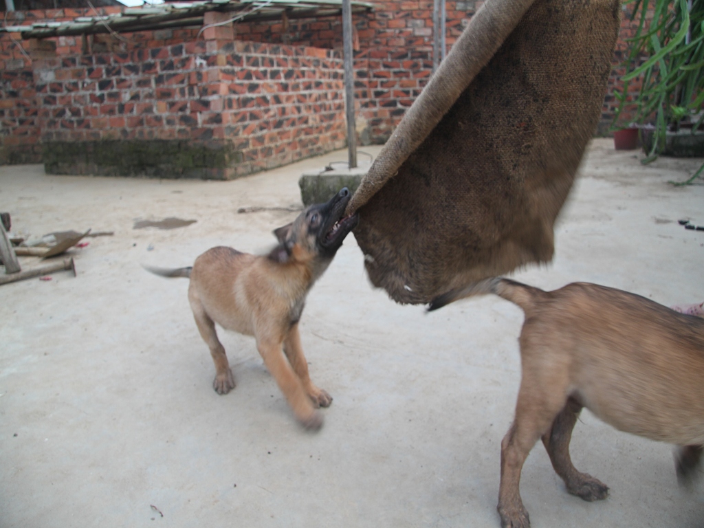 家养纯种马犬曼菲斯血小狗,带血统证书