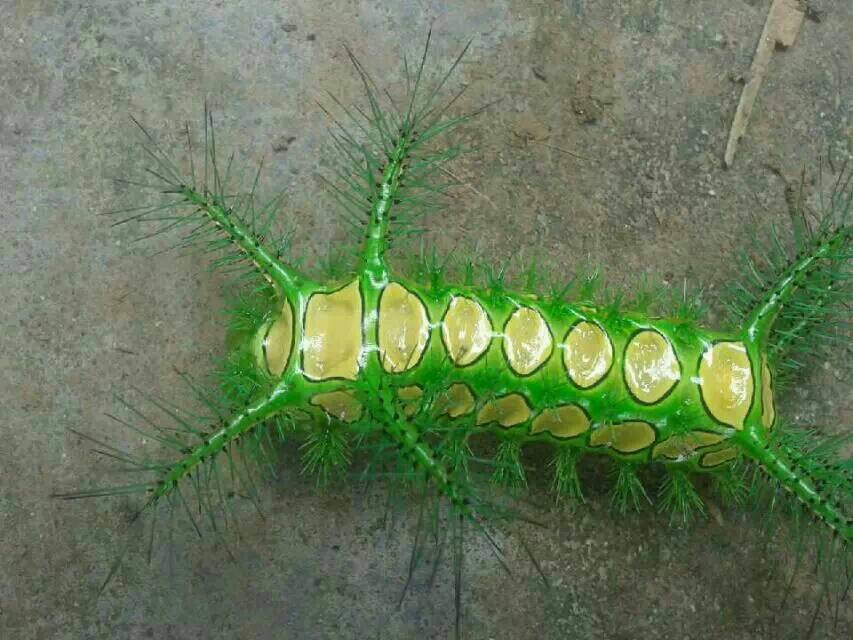 这是网友昨天中午在西场镇一条枣树上看见的,这虫像穿着带刺的"衣服".