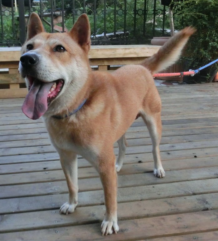 昆明犬草黄幼犬图片