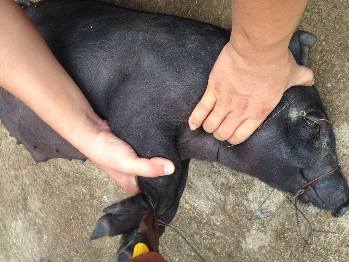 怕它咬人. 但几次都给它挣脱了.