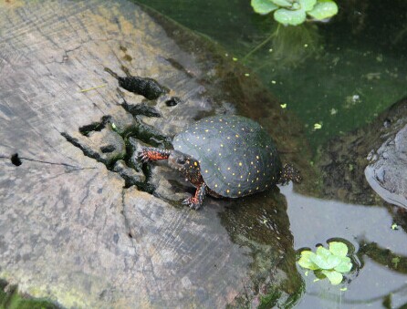 龟友会兴趣者大家讨论