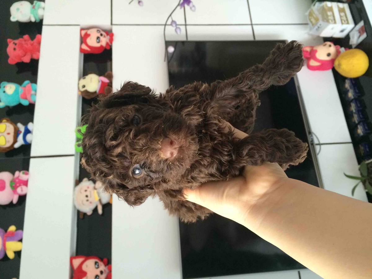 出红贵宾,巧克力贵宾-猫狗交易-北海365网(beihai365.com)