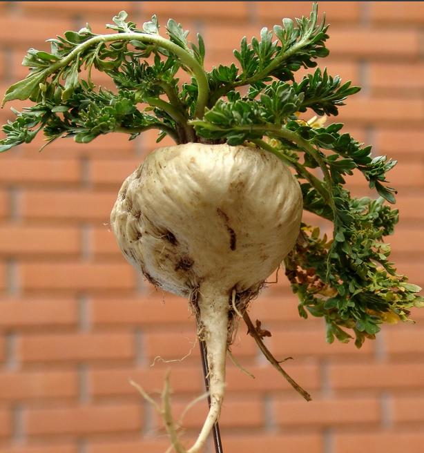 北海仔春节去云南旅行,在丽江被一团伙用玛卡"丁蟹"要价8000元,不给钱