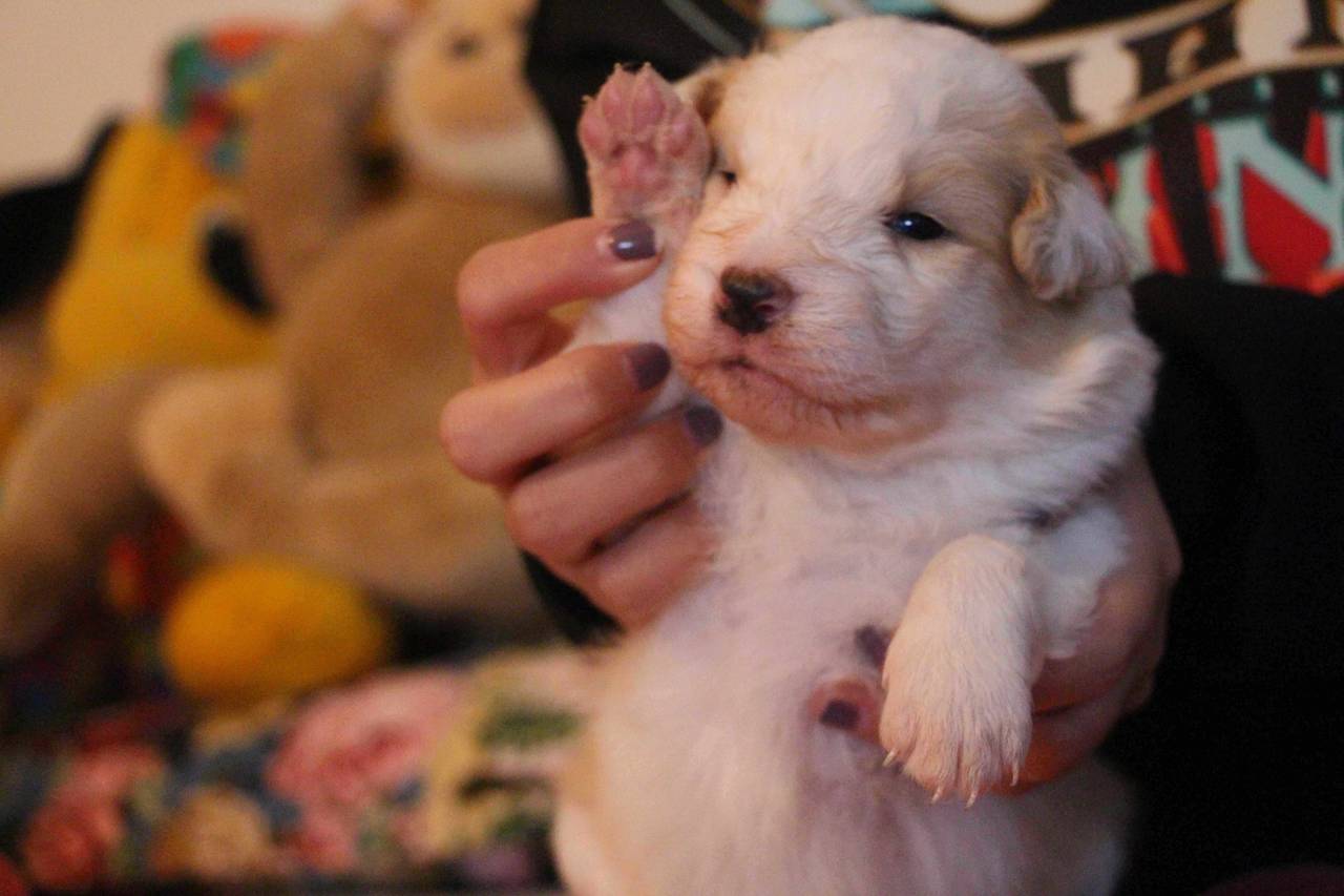 边牧边牧满月接受预定