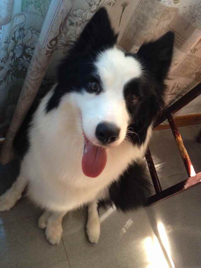 边牧边牧满月接受预定